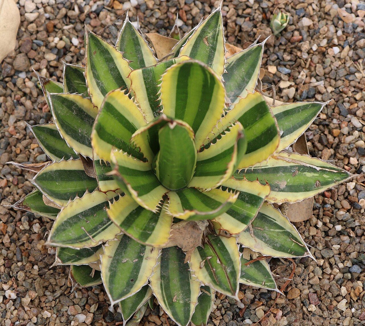 McKelvey's century plant: Agave lophantha quadricolor - Агава која расте у Мексику, снимљено у башти хотела, са колекцијом кактуса из целог света