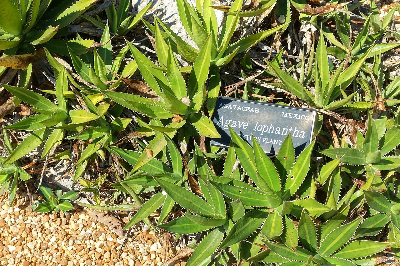 McKelvey's century plant: Botanical specimen in the Marie Selby Botanical Gardens - Sarasota, Florida, USA.