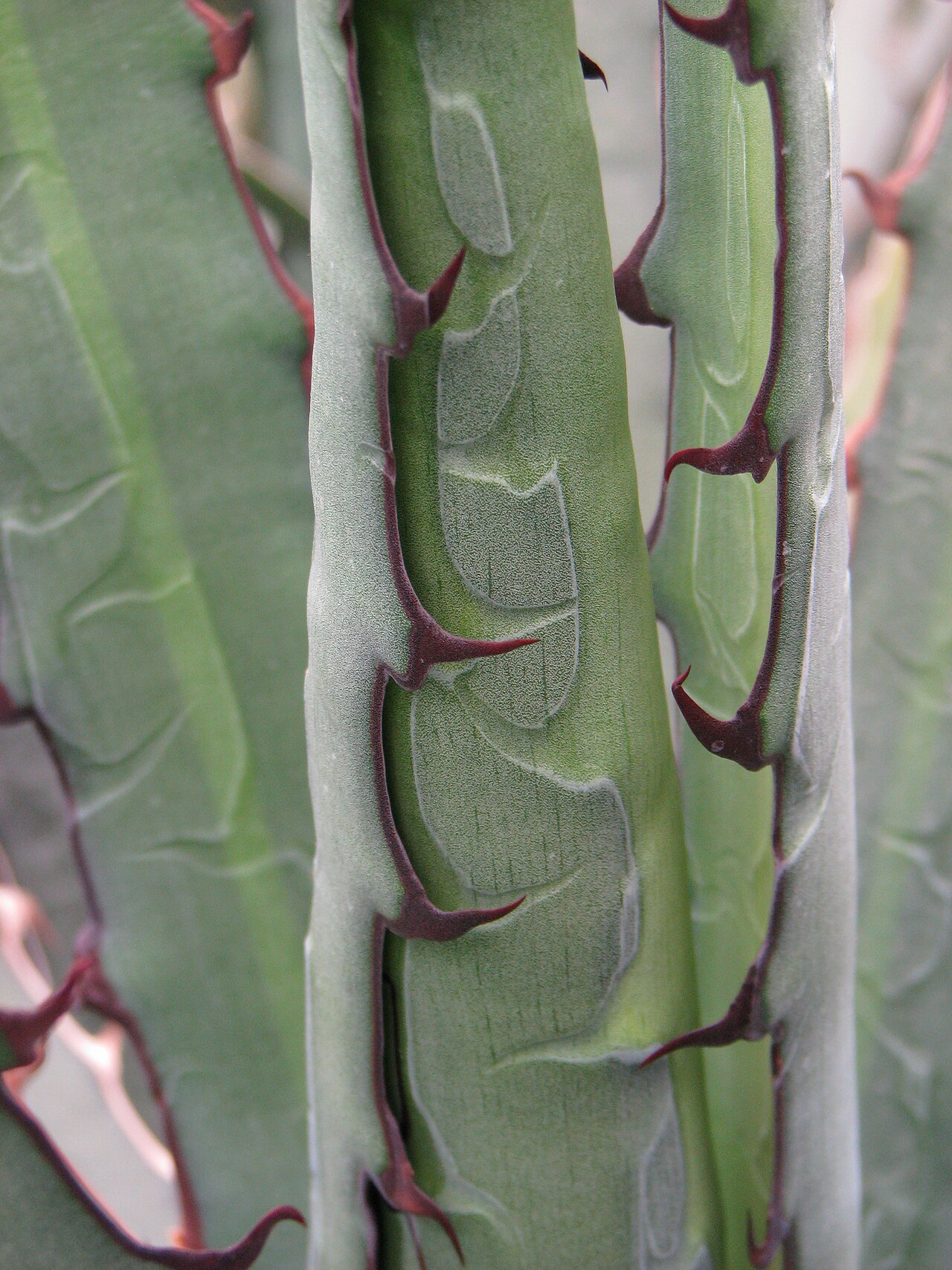 McKelvey's century plant: Agave univittata Haw. (syn. Agave lophantha Schiede ex Kunth). Cultivated in Wrocław University Botanical Garden, Poland.