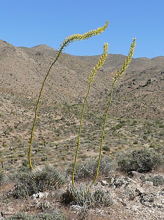 Utah agave: Agave utahensis at Columbia Pass , southern Spring Mountains , west of Goodsprings, Nevada
