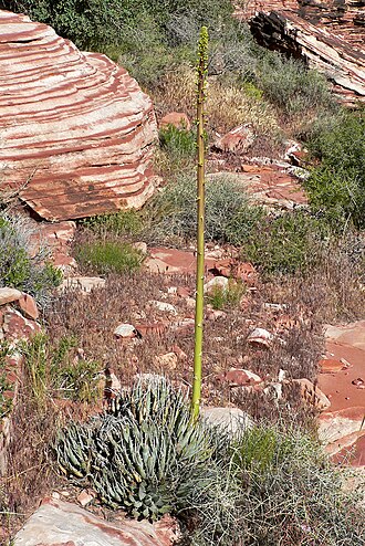 Utah agave: Photo of Agave utahensis in Calico Basin west of Las Vegas, Nevada