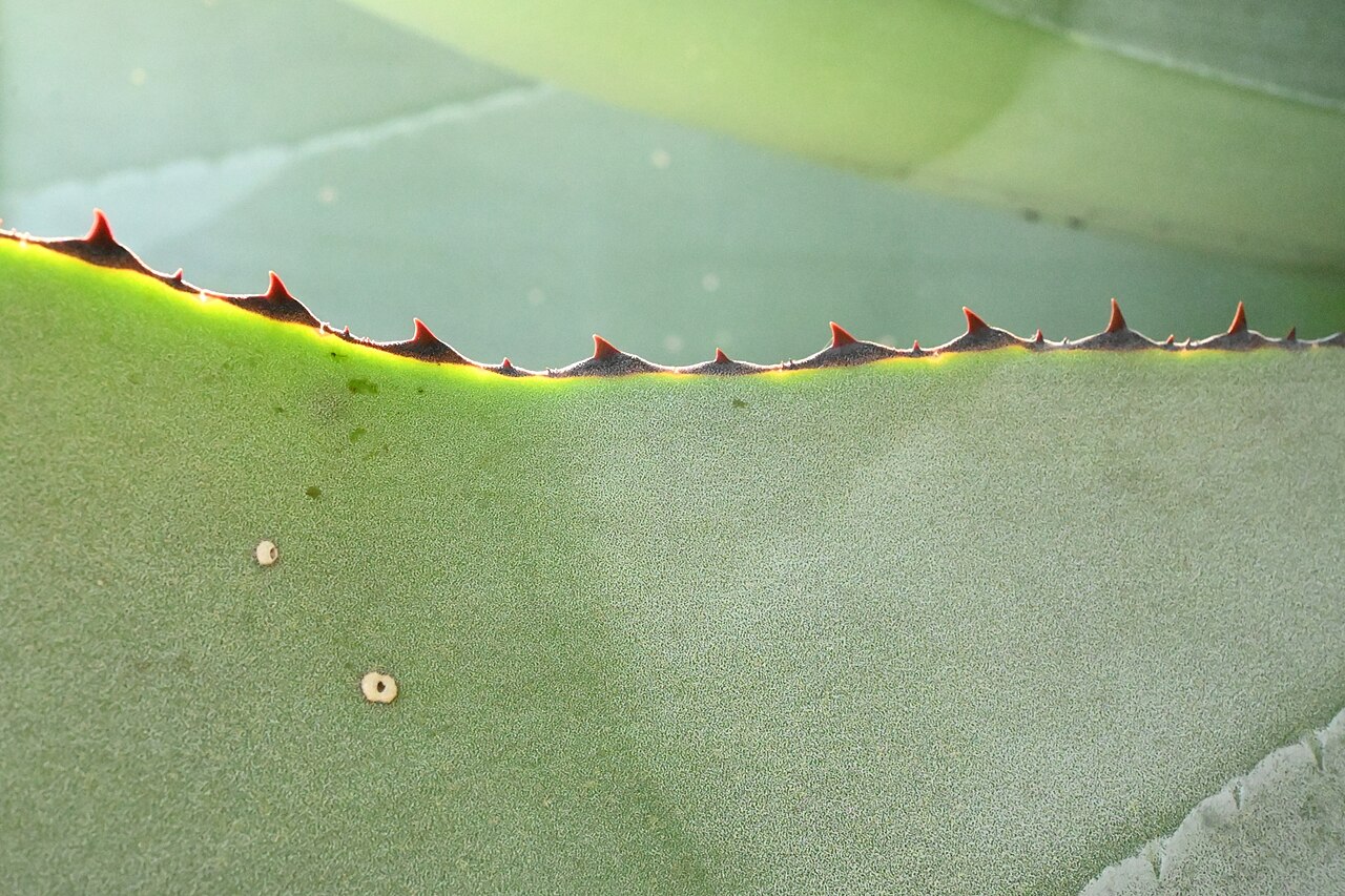 Agave valenciana: Agave valenciana in Mexico