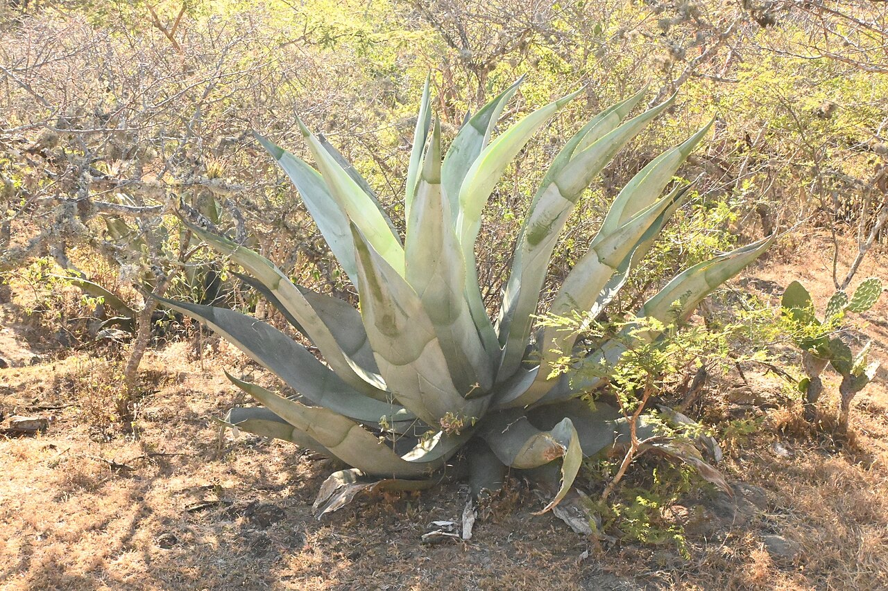 Agave valenciana: Agave valenciana in Mexico
