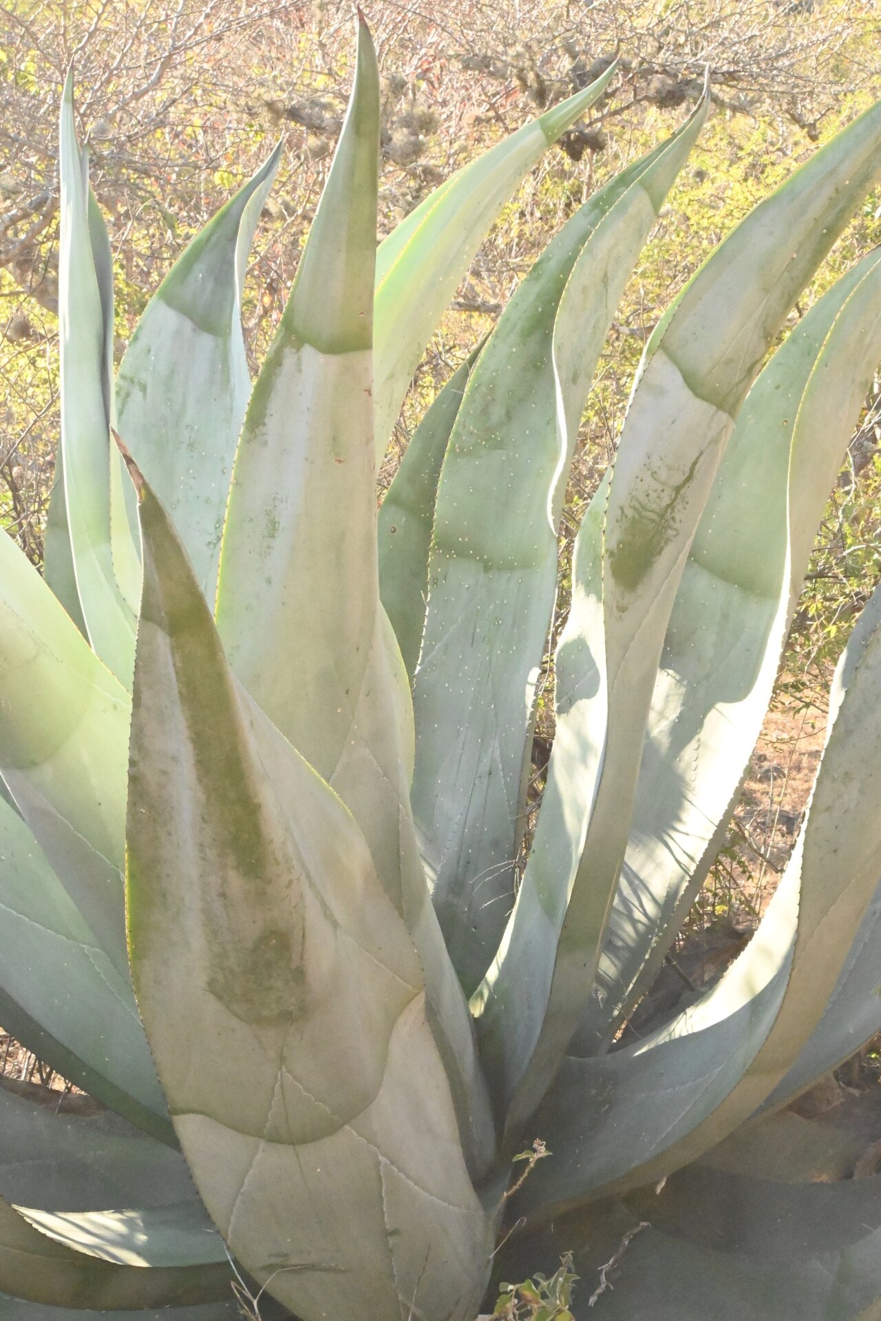 Agave valenciana: Agave valenciana in Mexico