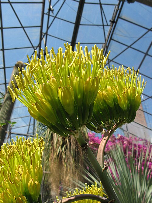 Agave vera-cruz: Agave lurida , Botanischer Garten TU Darmstadt