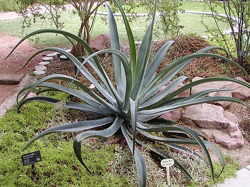 Agave vilmoriniana: Photo of Agave vilmoriniana (octopus agave) at the Desert Demonstration Garden in Las Vegas