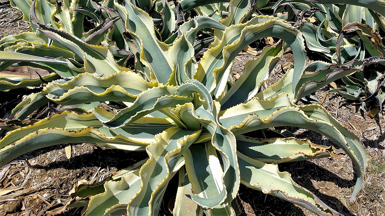 Agave vilmoriniana: The Desert Garden here is world-famous and far exceeds every expectation. Not only are the specimens massive and rare, but they are arranged with an exceptional
