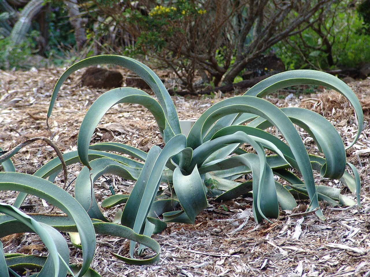 Agave vilmoriniana: Koko Crater Botanical Garden Oahu Hawaii