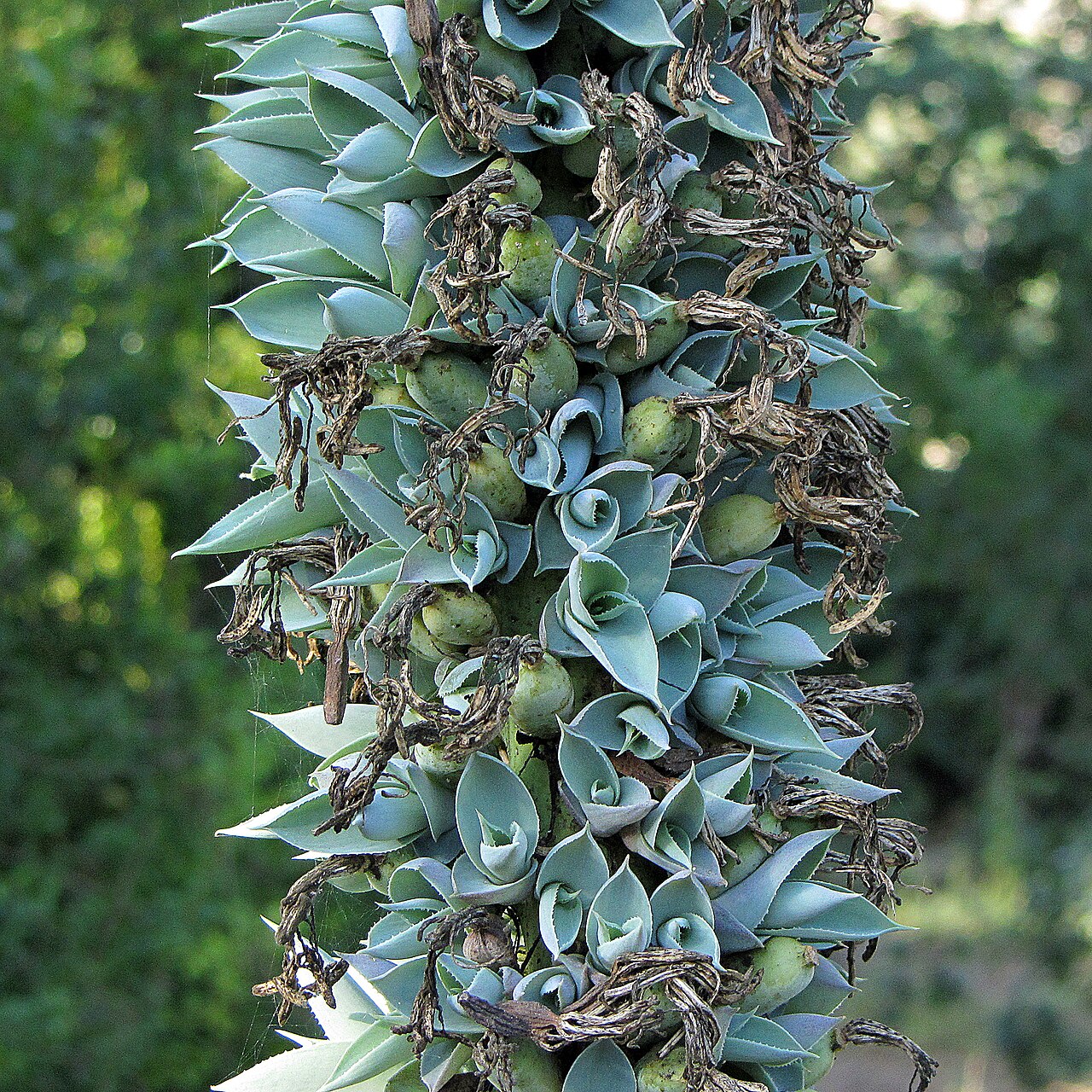 Agave vilmoriniana: Agave vilmoriniana - Bulbils on the floral stem.