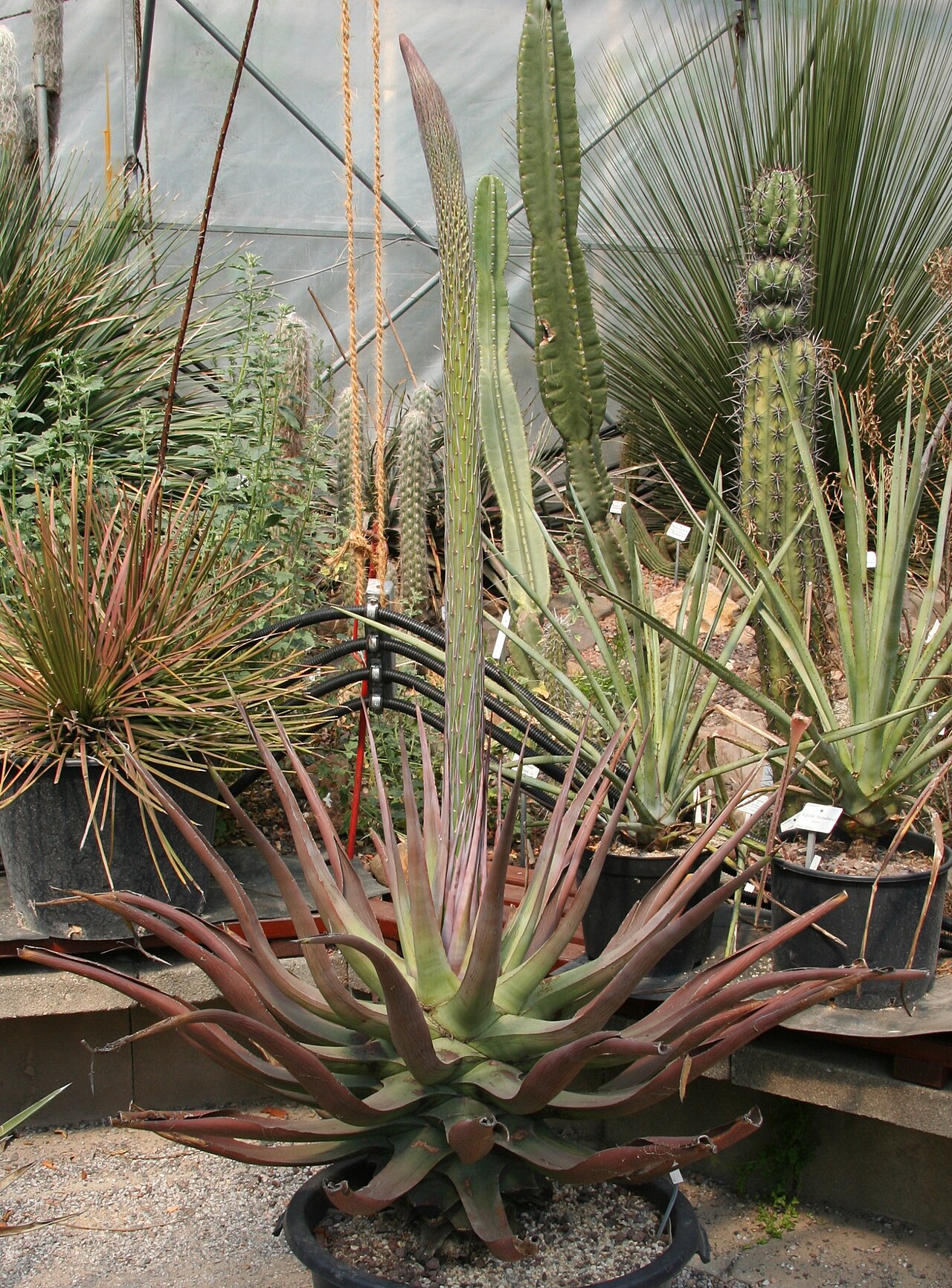 Agave vilmoriniana: Agave vilmoriniana im Botanischen Garten Dresden