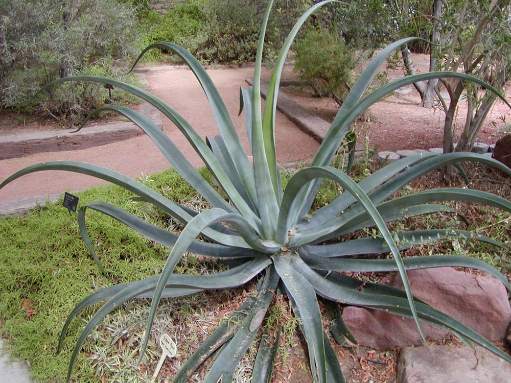 Agave vilmoriniana: Photo of Agave vilmoriniana (octopus agave) at the Desert Demonstration Garden in Las Vegas