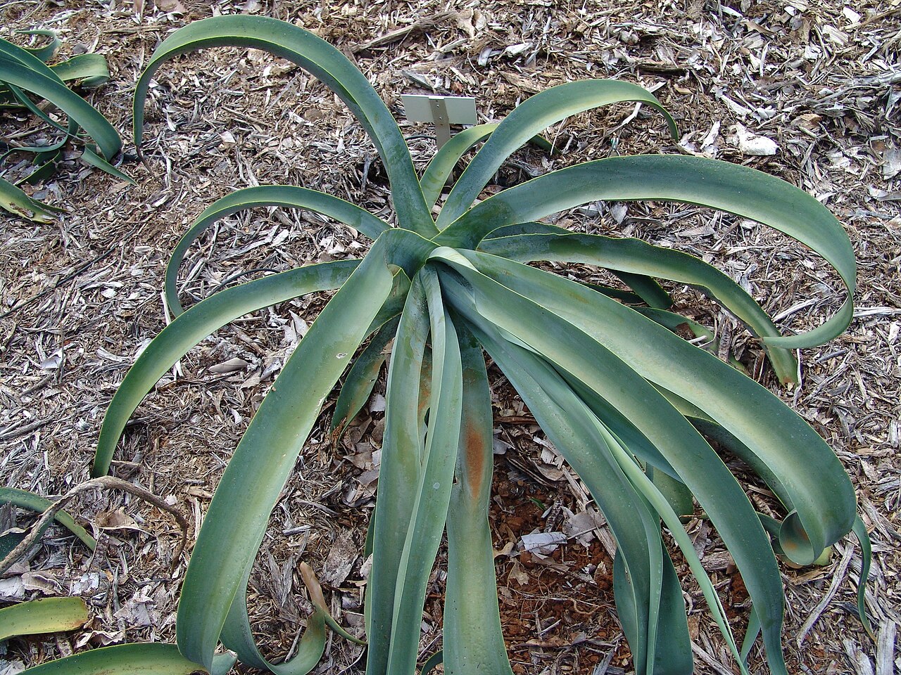 Agave vilmoriniana: Koko Crater Botanical Garden Oahu Hawaii