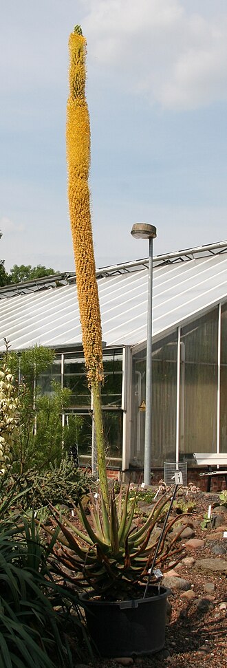 Agave vilmoriniana: Agave vilmoriniana im Botanischen Garten Dresden