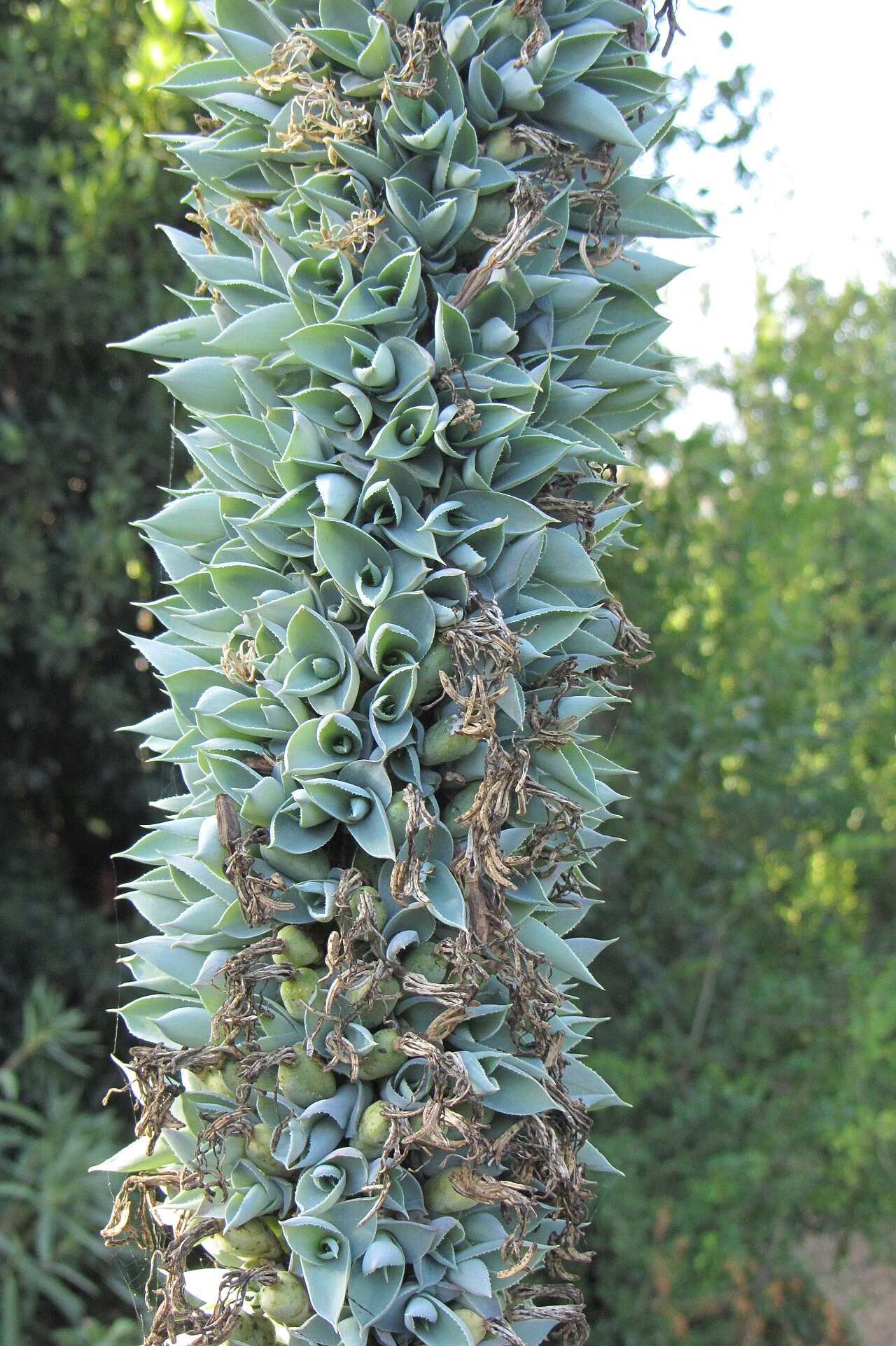 Agave vilmoriniana: Agave vilmoriniana - Bulbils on the floral stem.