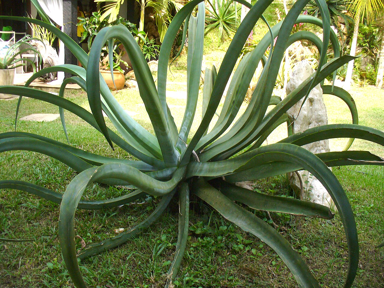 Agave vilmoriniana: cultivated, Boa Esperanza ranch, Brazil.