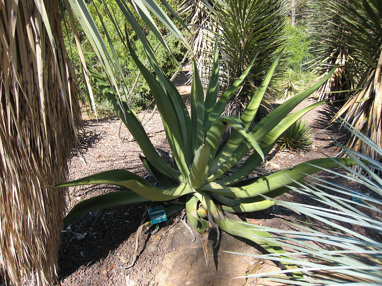 Agave vilmoriniana: Agave vilmoriniana in jardin d'oiseaux tropicaux