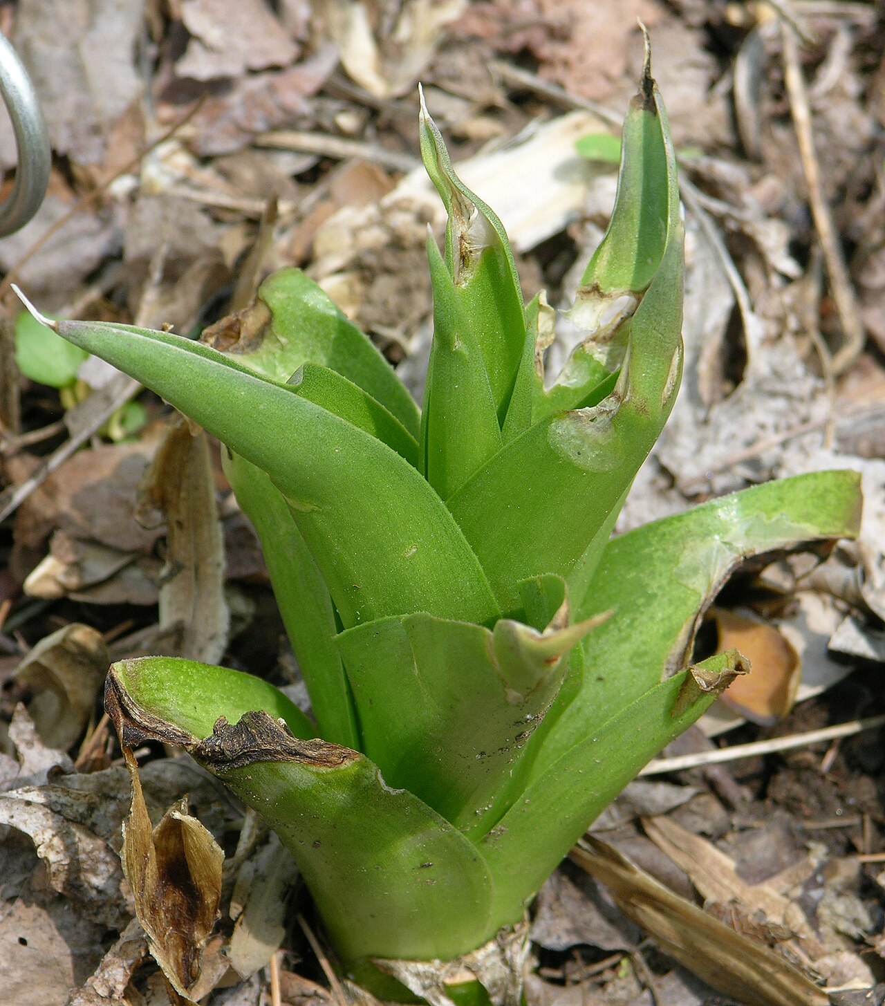 False aloe: Photograph of the False Aloe en ( Manfreda virginica en ). Photo taken at the Mt. Cuba Center where it was identified. Camera and Exposure Details: Camera: Niko