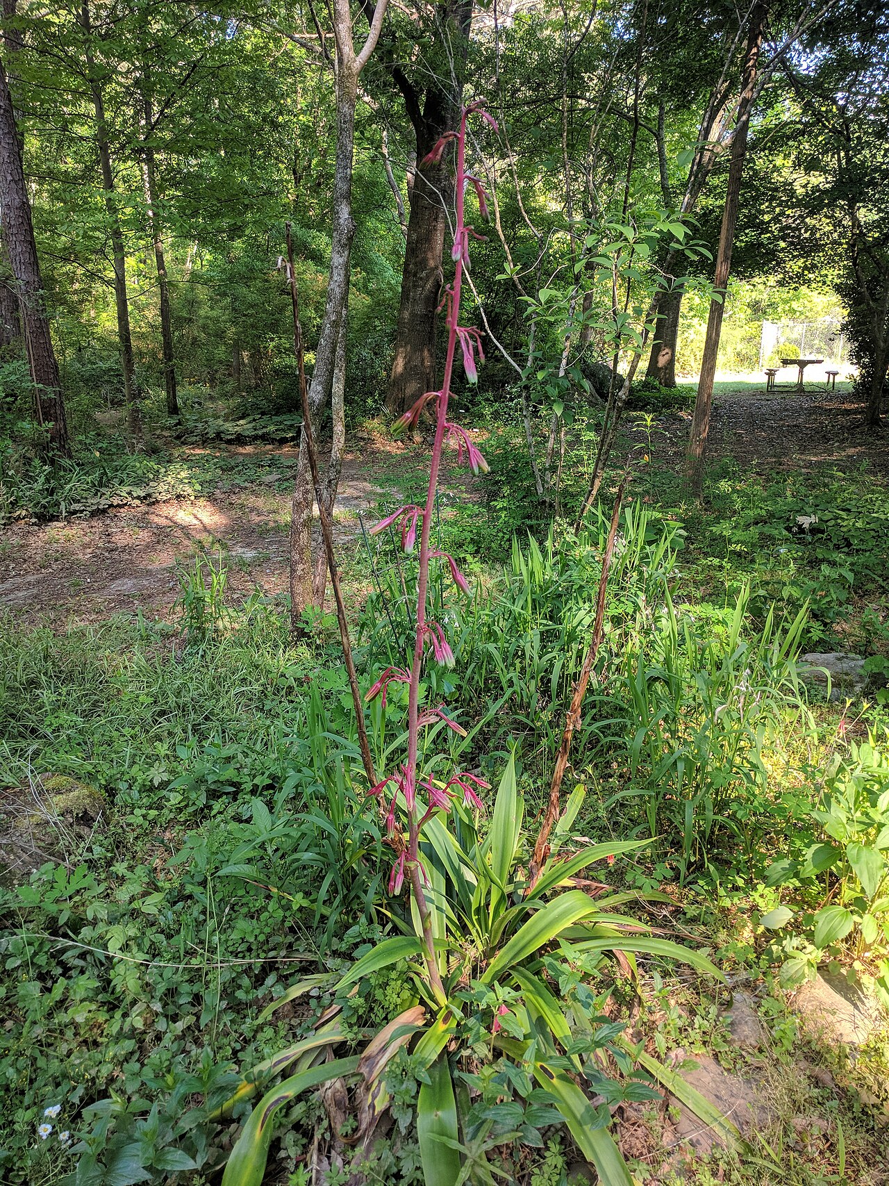 False aloe: Manfreda virginica , False Aloe in bloom (over six feet tall), photographed at the Georgia State University Native Plant Botanical Garden.