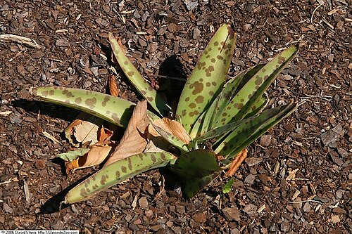 False aloe: Location taken: United States Botanic Garden, Washington D.C.. Names: Manfreda virginica (L.) Salisb. ex Rose, American Aloe, Amole De Virginia, False Aloe, Man