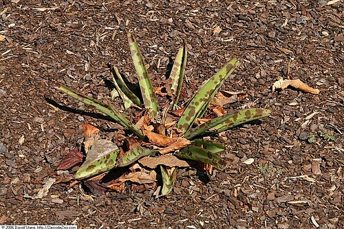 False aloe: Location taken: United States Botanic Garden, Washington D.C.. Names: Manfreda virginica (L.) Salisb. ex Rose, American Aloe, Amole De Virginia, False Aloe, Man