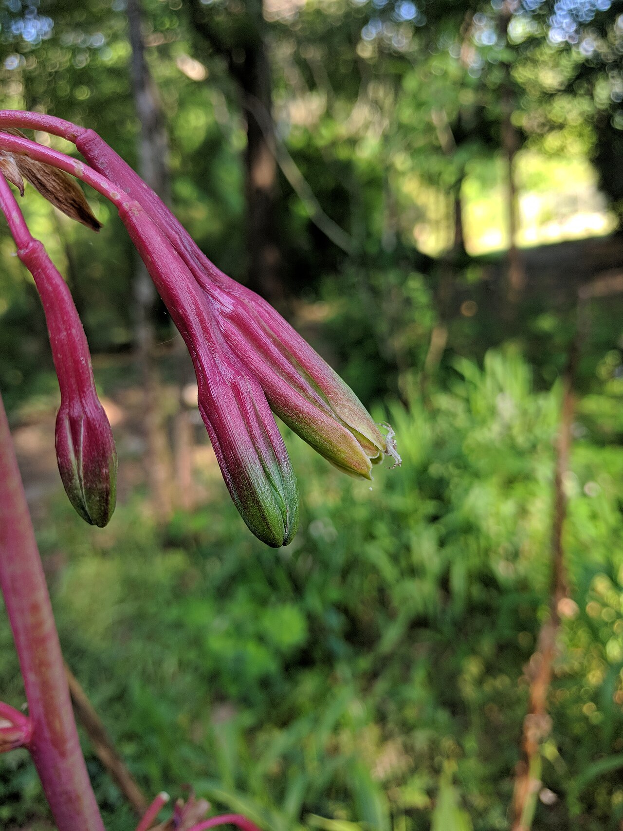 False aloe: Manfreda virginica , False Aloe flowers, photographed at the Georgia State University Native Plant Botanical Garden.