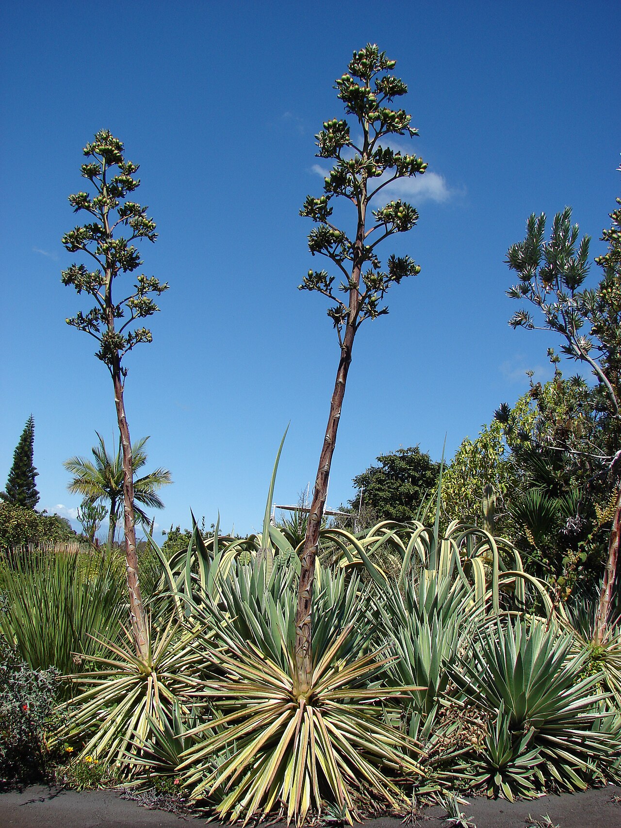 Agave vivipara: Agave vivipara (habit). Location: Maui, Enchanting Floral Gardens of Kula