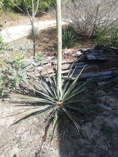 Agave vivipara (Agave vivipara)