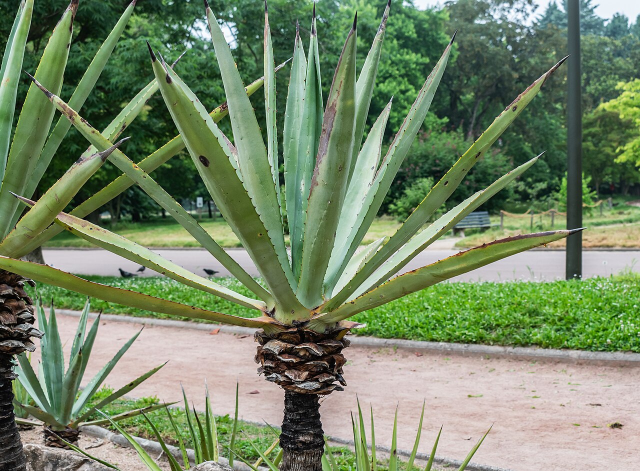 Agave vivipara: Agave vivipara in Parc de la Tete d'Or in Lyon , France