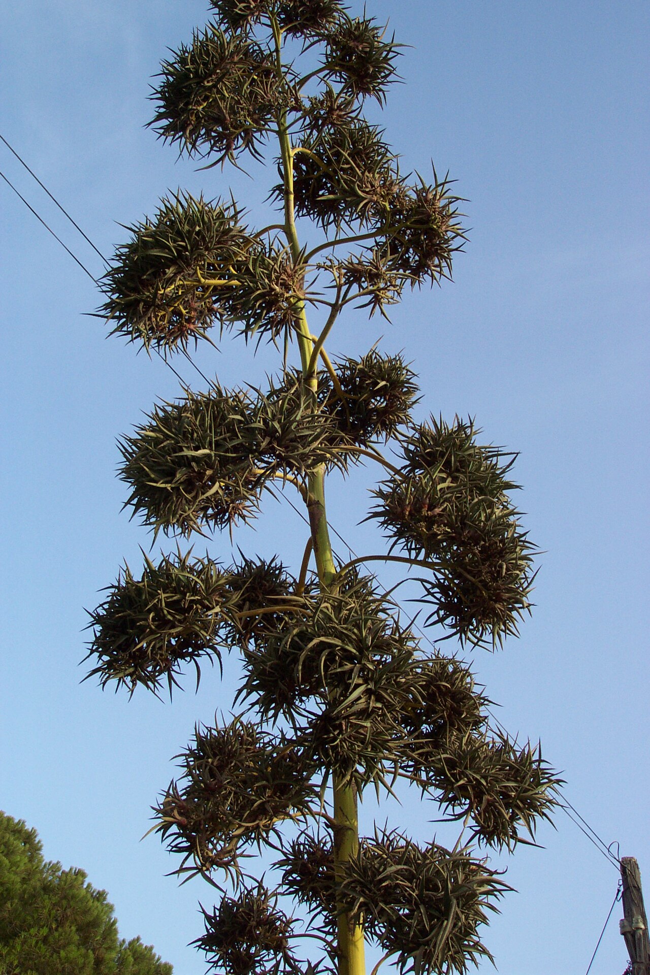 Agave vivipara: Agave vivipary.