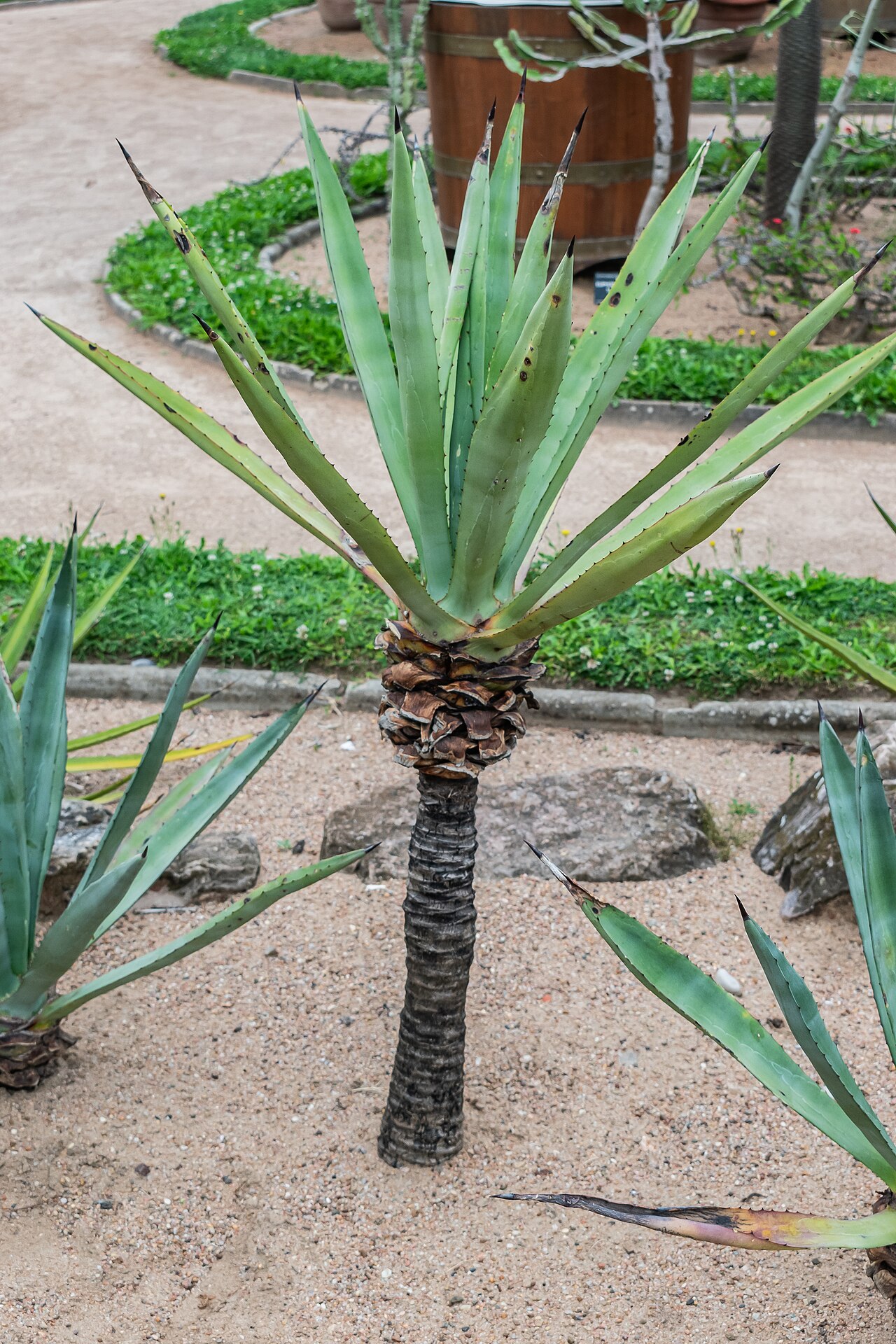 Agave vivipara: Agave vivipara in Parc de la Tete d'Or in Lyon , France