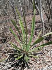 Agave vivipara (Agave vivipara)
