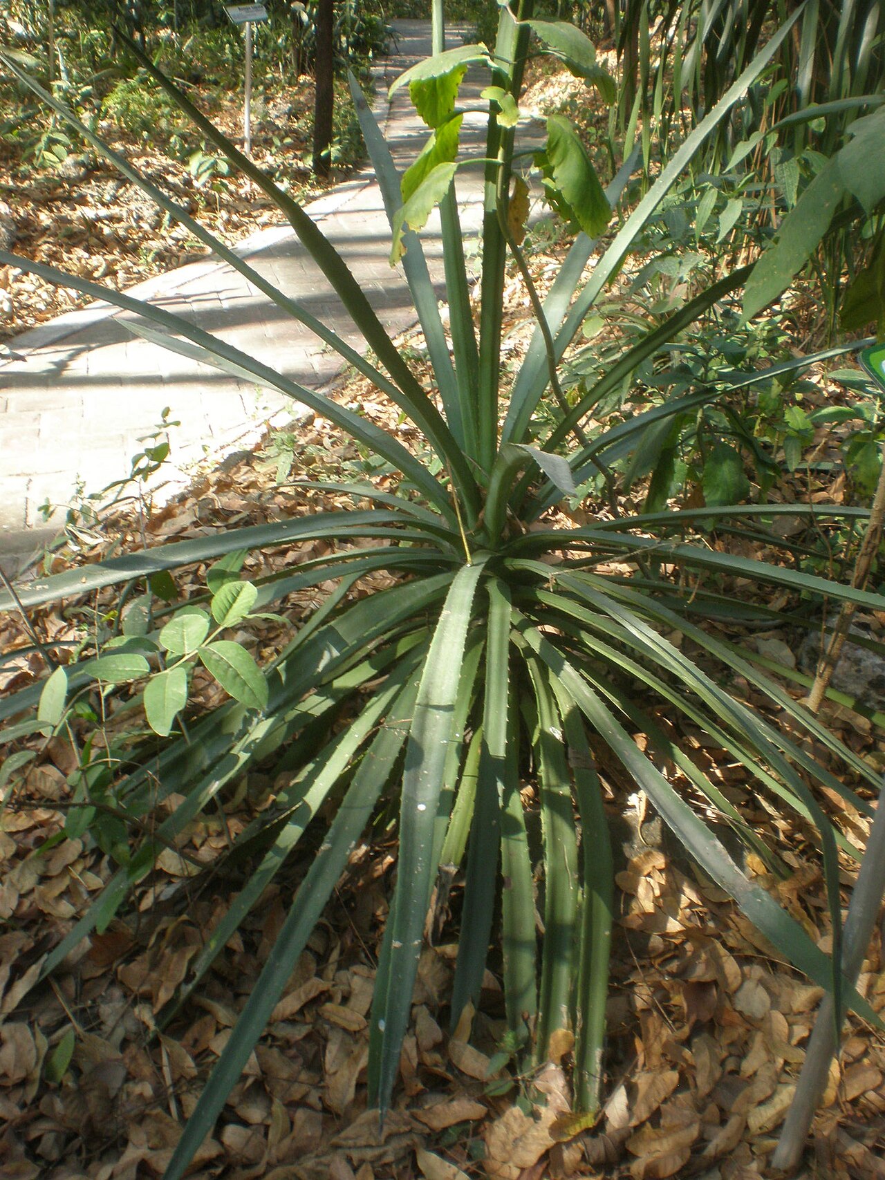 Agave vivipara: Jardín Botánico Faustino Miranda, Tuxtla Gutiérrez, Chiapas, México.