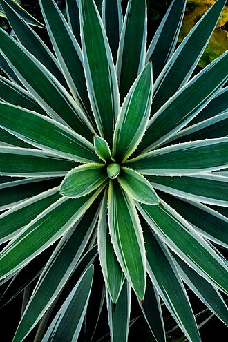 Agave vivipara: Tampak atas dari Agave Vivipara var. Vivipara, salah satu tanaman Agave yang memiliki daun panjang dengan duri merah besar di ujungnya dan durri-duri kecul di p