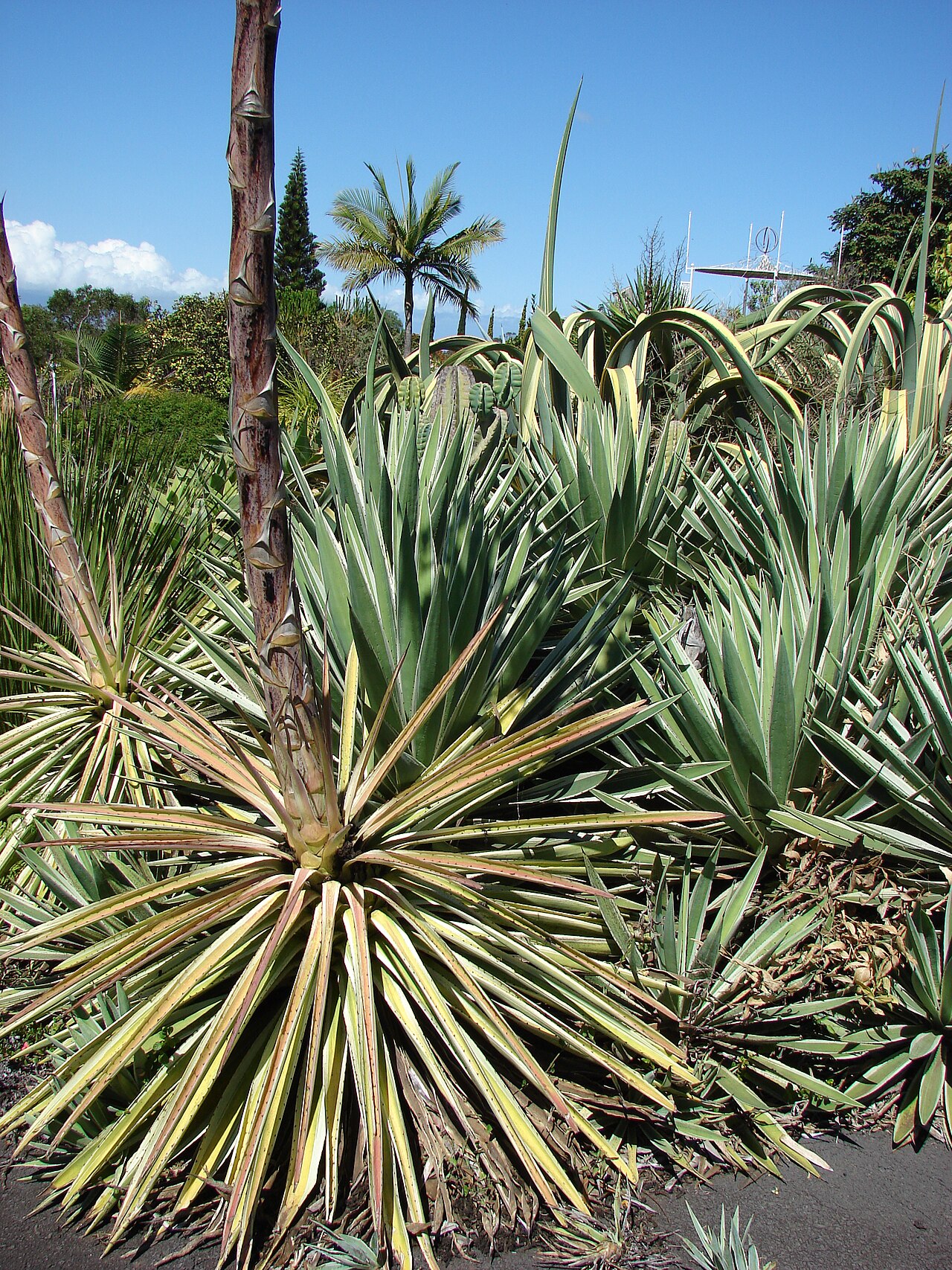Agave vivipara: Agave vivipara (habit). Location: Maui, Enchanting Floral Gardens of Kula