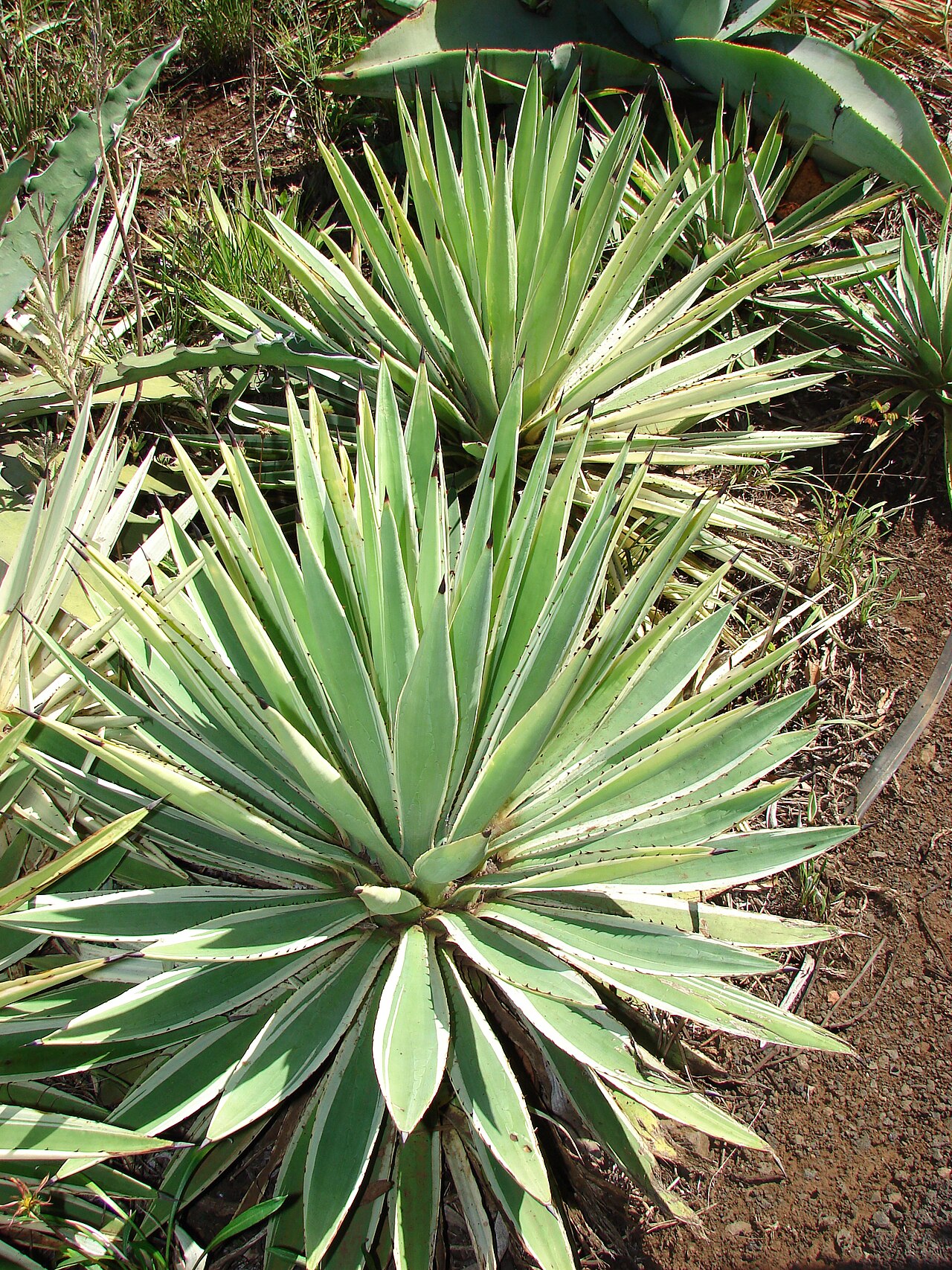 Agave vivipara: Agave vivipara (habit). Location: Maui, Enchanting Floral Gardens of Kula