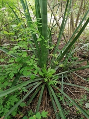 Agave vivipara (Agave vivipara)