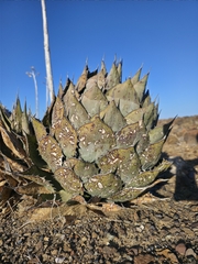 Agave vizcainoensis (Agave vizcainoensis)