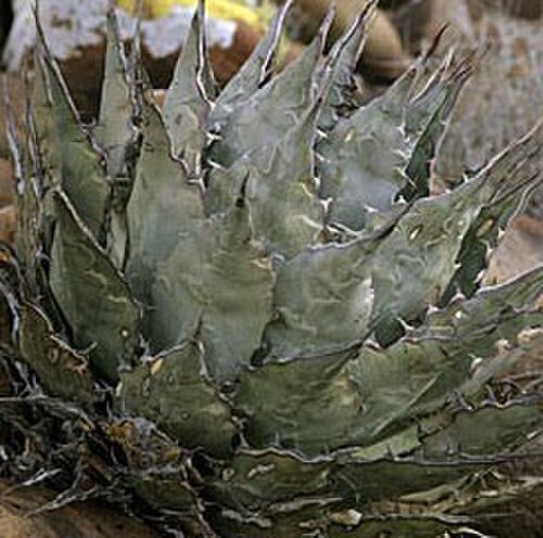 Agave vizcainoensis: A132 Agave vizcainoensis