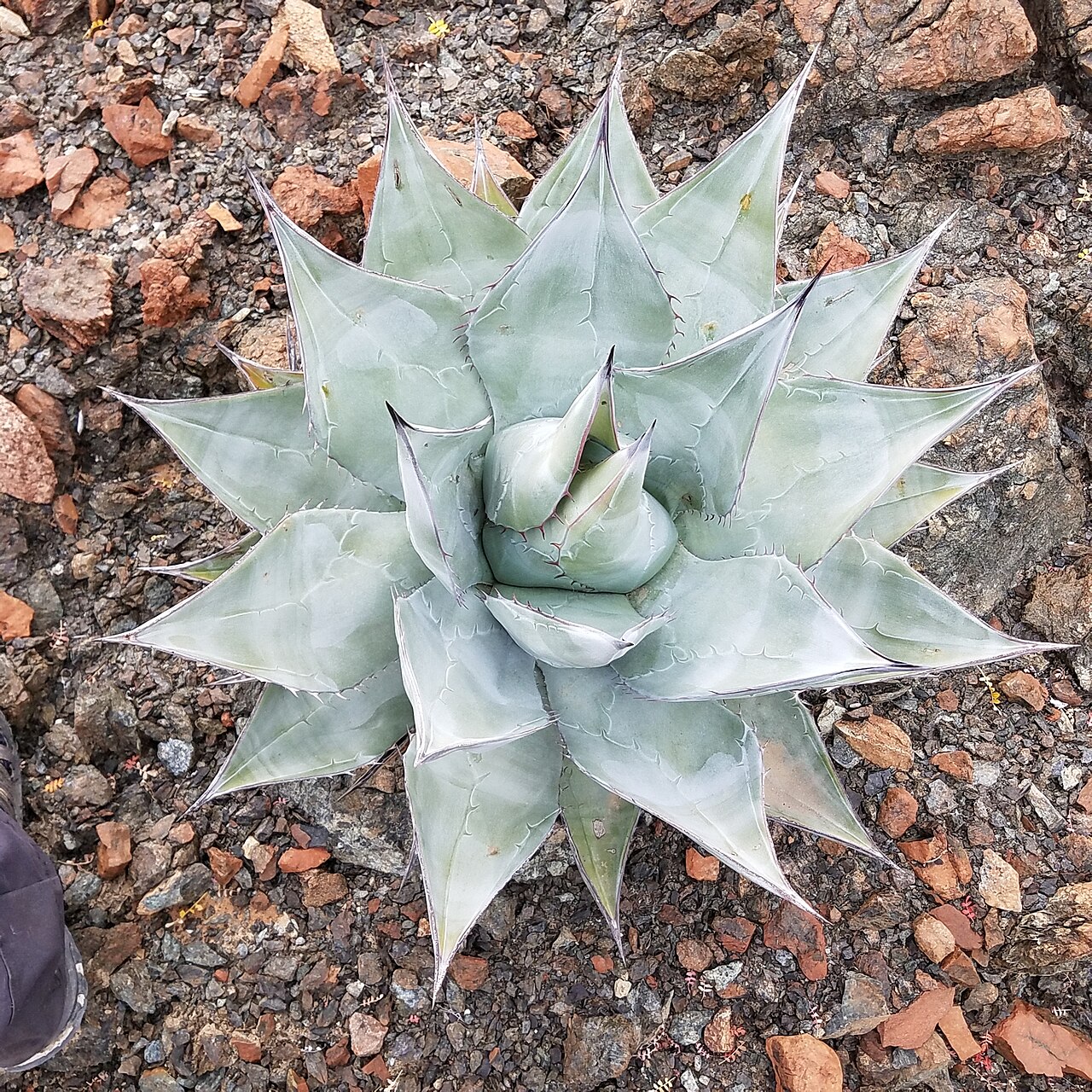 Agave vizcainoensis: Agave vizcainoensis in Mexico