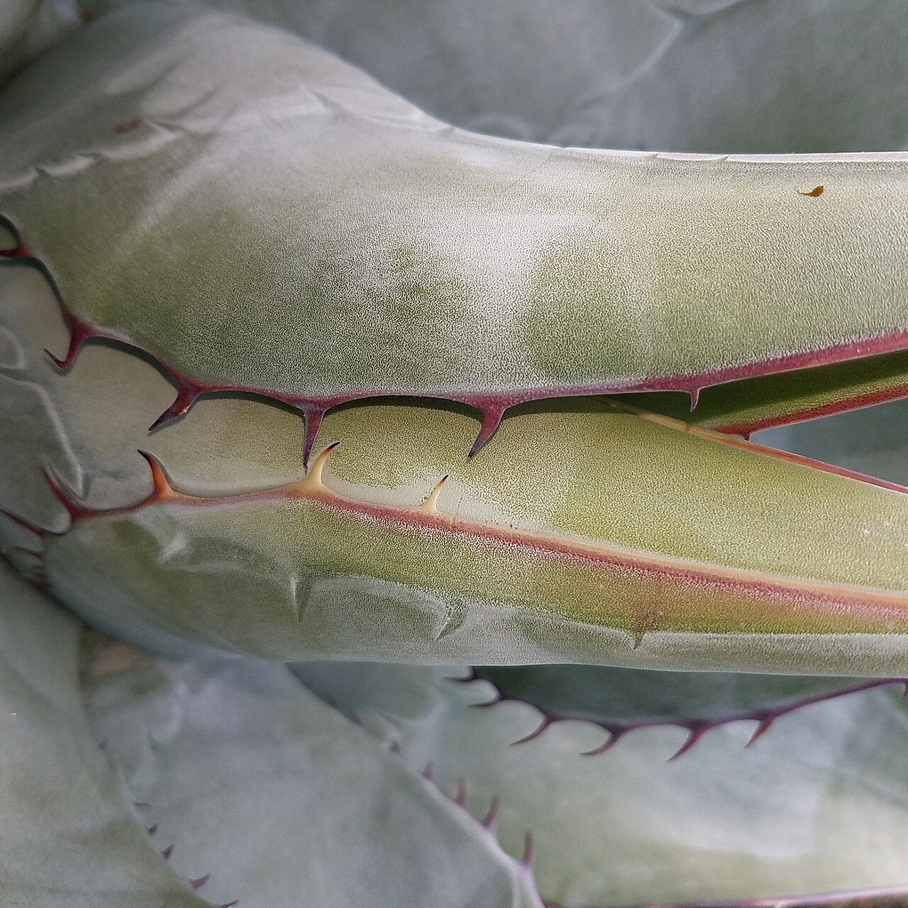 Agave vizcainoensis: Agave vizcainoensis in Mexico