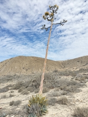 Agave vizcainoensis (Agave vizcainoensis)