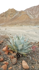 Agave vizcainoensis (Agave vizcainoensis)