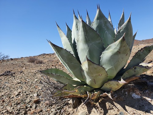 Agave vizcainoensis (Agave vizcainoensis)