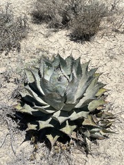 Agave vizcainoensis (Agave vizcainoensis)