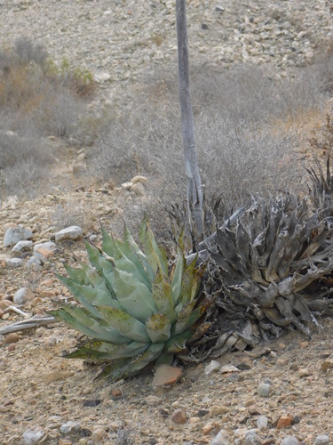 Agave vizcainoensis (Agave vizcainoensis)