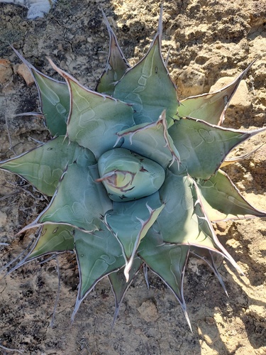 Agave vizcainoensis (Agave vizcainoensis)