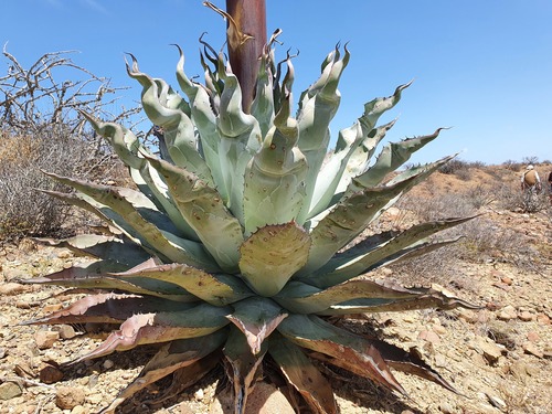 Agave vizcainoensis (Agave vizcainoensis)