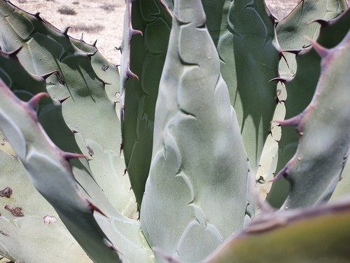 Agave vizcainoensis (Agave vizcainoensis)