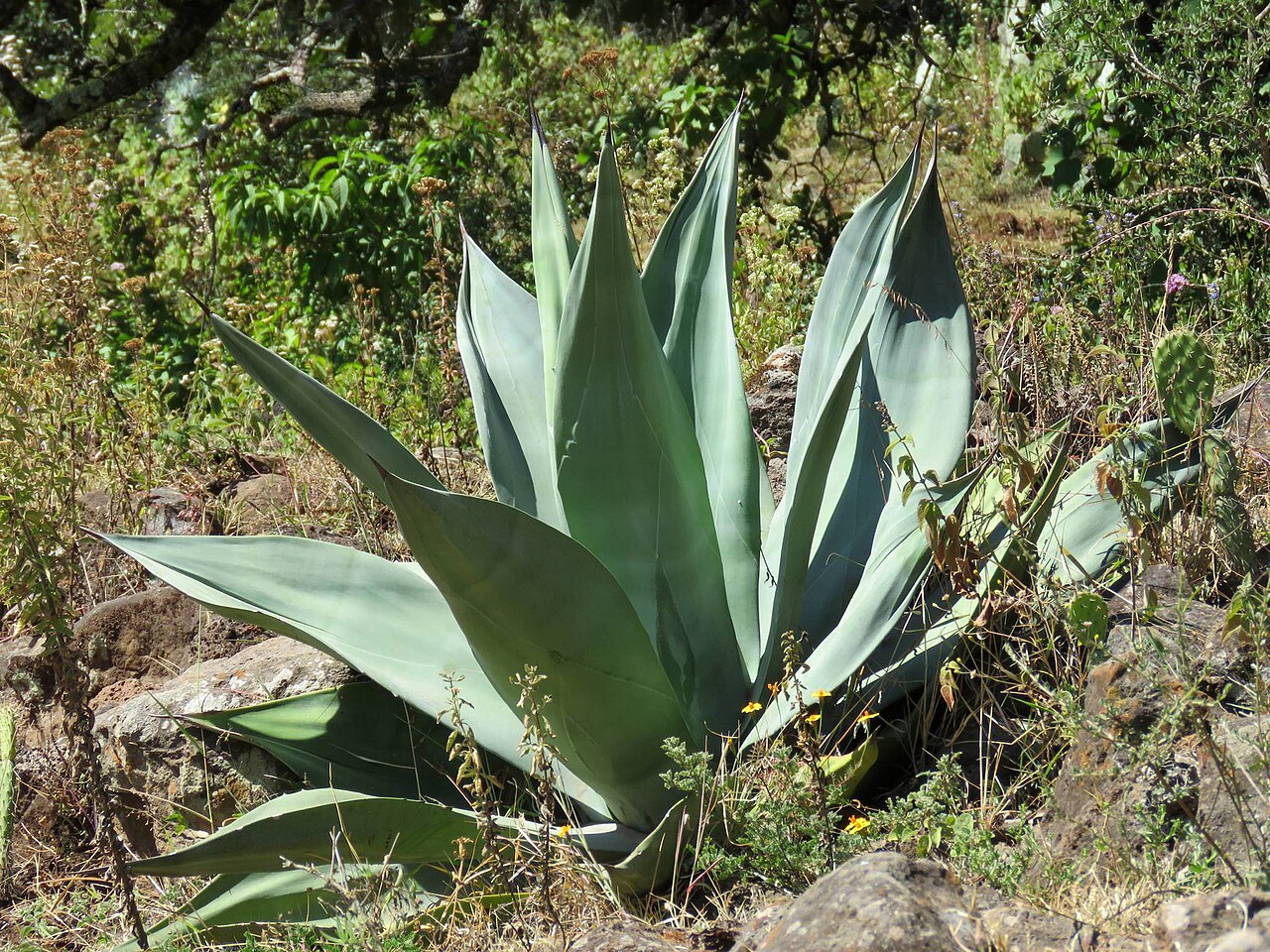 Weber's century plant: Agave weberi , Milpillas del Pito, Guanajuato, Mexico.