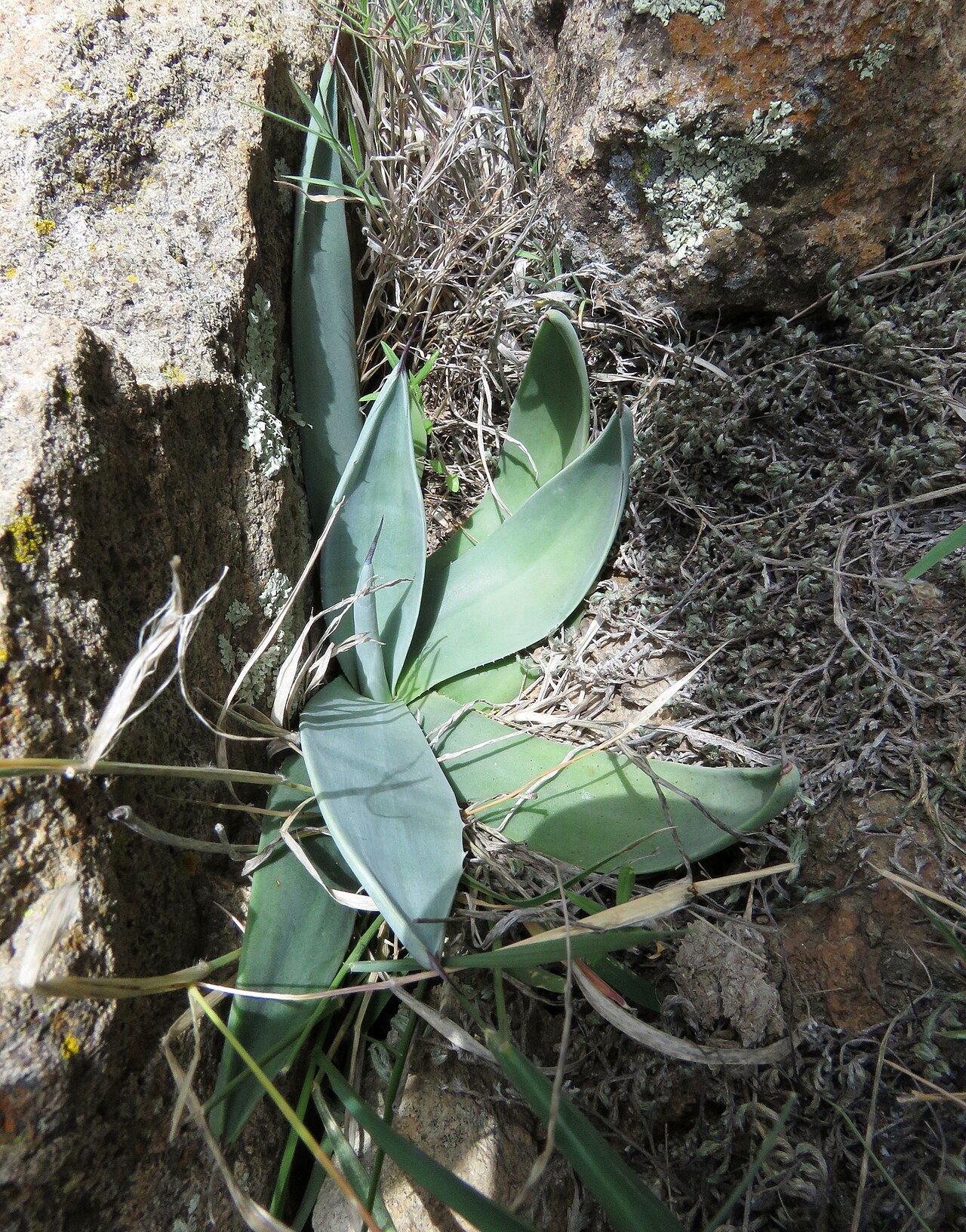 Weber's century plant: Agave weberi , Cerro del Águila, San Luis de la Paz, Guanajuato, Mexico.